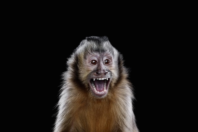 wild-animals-portraits-everythingwithatwist-01