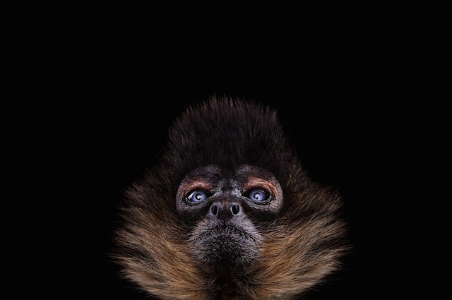 wild-animals-portraits-everythingwithatwist-02