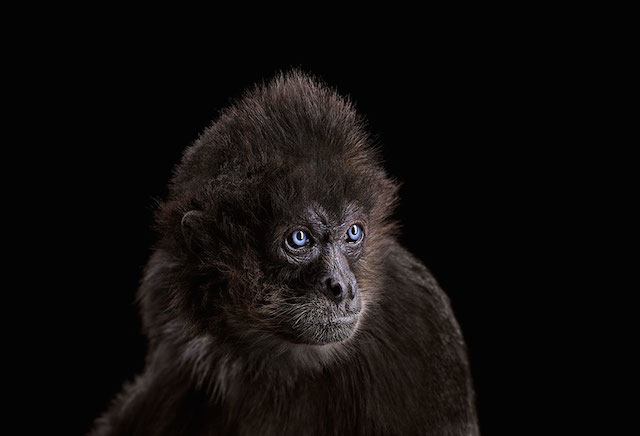 wild-animals-portraits-everythingwithatwist-03