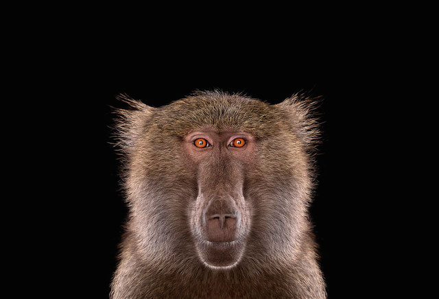 wild-animals-portraits-everythingwithatwist-04