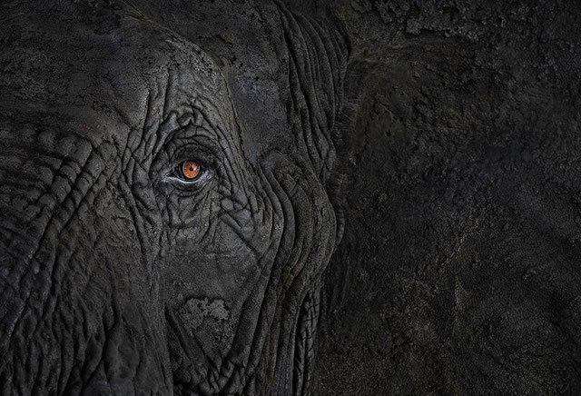 wild-animals-portraits-everythingwithatwist-05