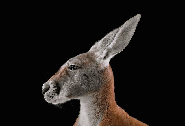 wild-animals-portraits-everythingwithatwist-06