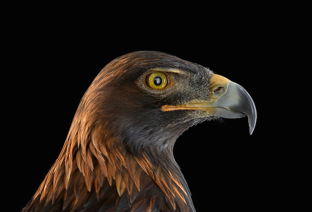 wild-animals-portraits-everythingwithatwist-07