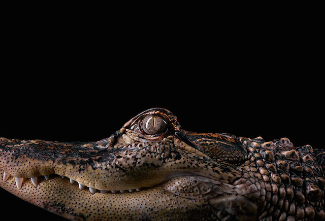 wild-animals-portraits-everythingwithatwist-08