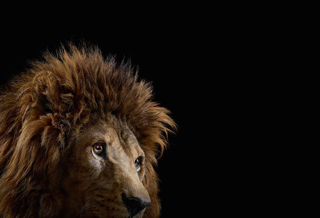 wild-animals-portraits-everythingwithatwist-09