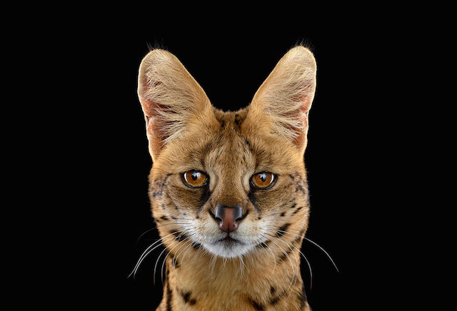 wild-animals-portraits-everythingwithatwist-10