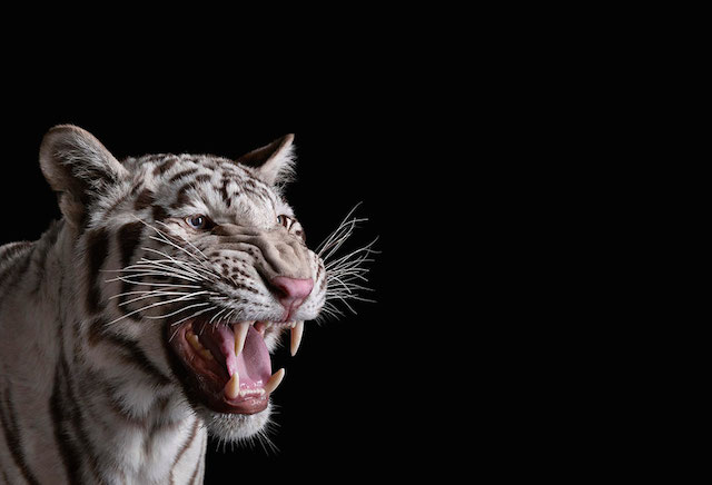 wild-animals-portraits-everythingwithatwist-11