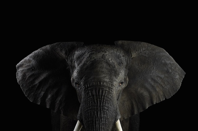 wild-animals-portraits-everythingwithatwist-12