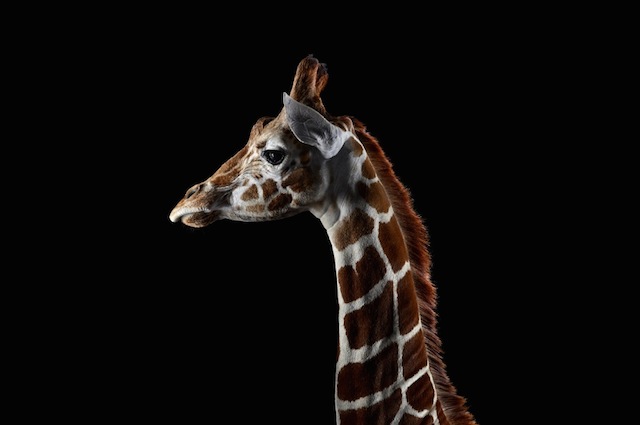 wild-animals-portraits-everythingwithatwist-13