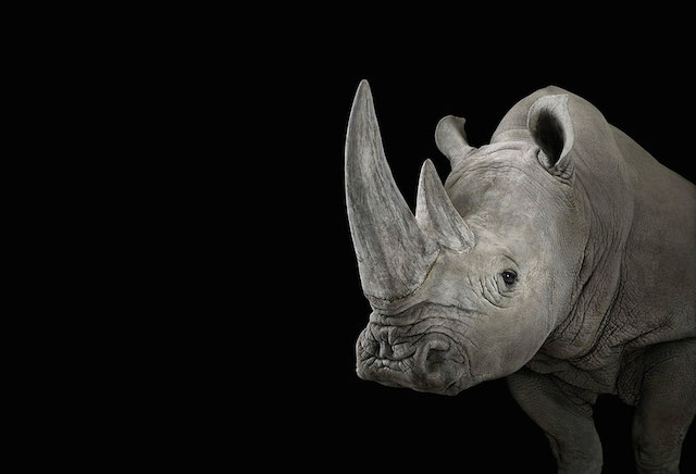 wild-animals-portraits-everythingwithatwist-14