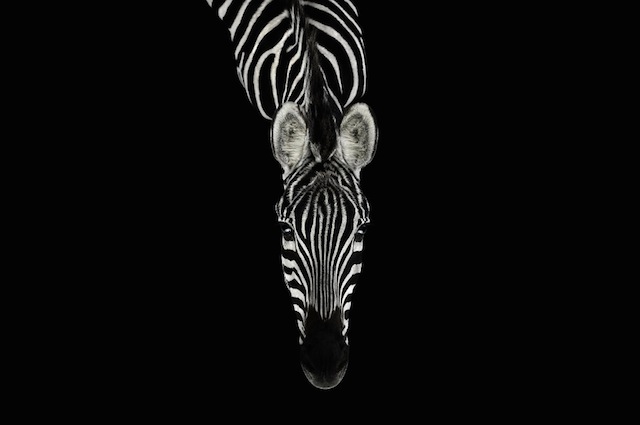 wild-animals-portraits-everythingwithatwist-15