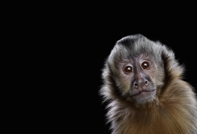 wild-animals-portraits-everythingwithatwist-16