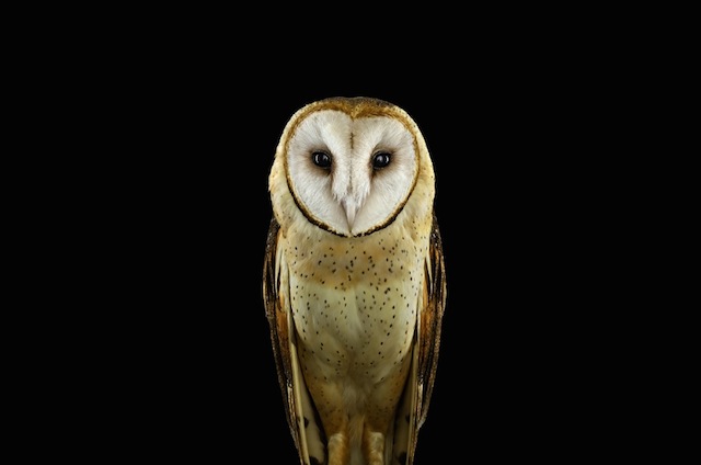 wild-animals-portraits-everythingwithatwist-17