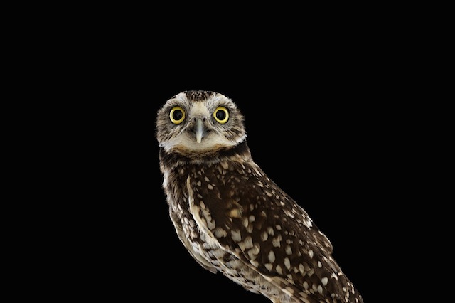 wild-animals-portraits-everythingwithatwist-18