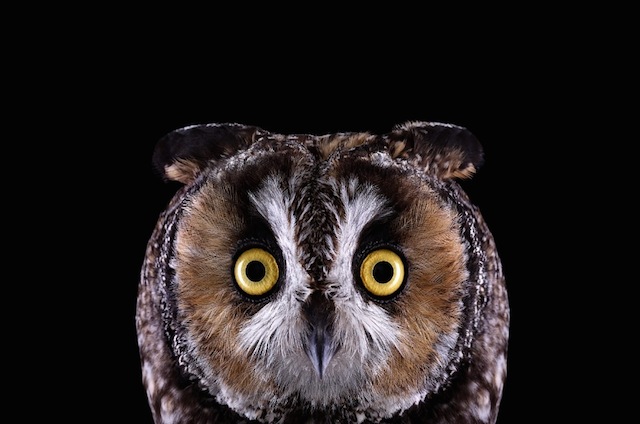 wild-animals-portraits-everythingwithatwist-19