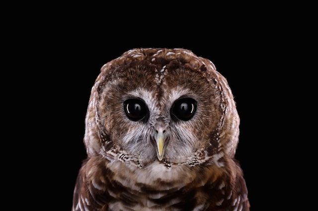 wild-animals-portraits-everythingwithatwist-20