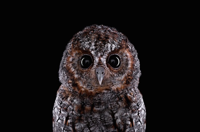 wild-animals-portraits-everythingwithatwist-21