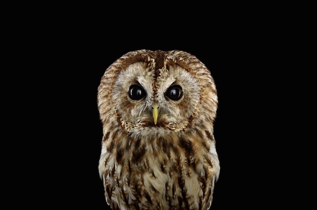 wild-animals-portraits-everythingwithatwist-22