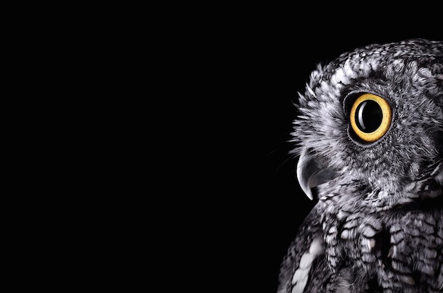 wild-animals-portraits-everythingwithatwist-23