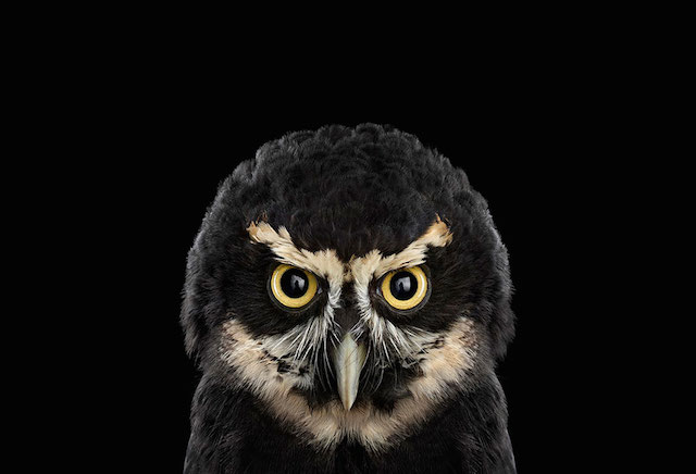 wild-animals-portraits-everythingwithatwist-24