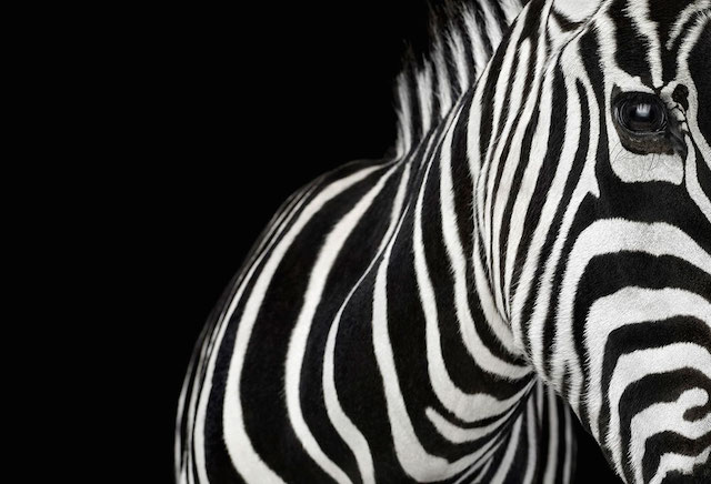 wild-animals-portraits-everythingwithatwist-25