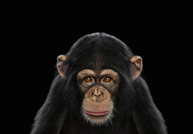 wild-animals-portraits-everythingwithatwist-26