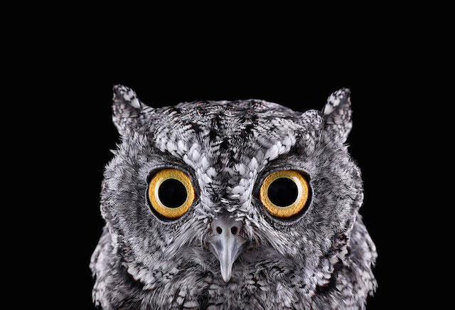 wild-animals-portraits-everythingwithatwist-27