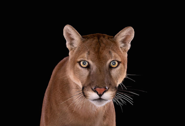 wild-animals-portraits-everythingwithatwist-28