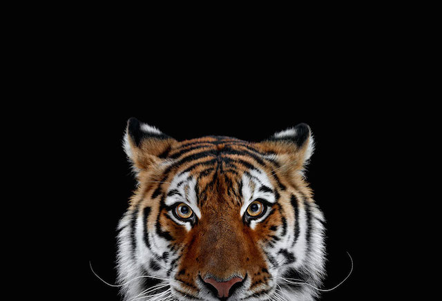 wild-animals-portraits-everythingwithatwist-29