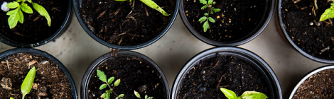 6 Garden Trends For 2021